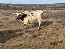 Blaze 23 Heifer