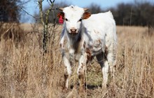 2019 Kissin Beauty Bull