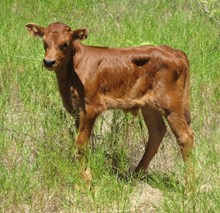 RUBY'S BULL CALF