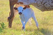 2022 Skye Dancer Heifer