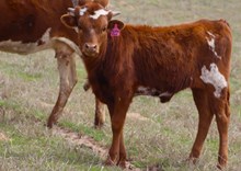 2024 Tickled Pink Heifer