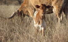2025 Into Mischief Heifer