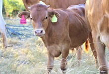 2022 Secret Passion Bull