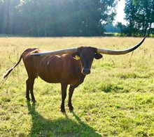 VIRGINIA COWGIRL 1/15