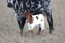 2025 Awesome Sauce Heifer