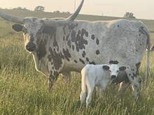 Sweet Violet 2025 heifer 
