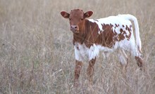 2025 Busybody Heifer