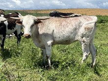 OGF Ima Saddle Romance 