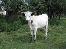 RDH LIBERTY MAID