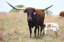 2025 Shoot to Thrill Bull