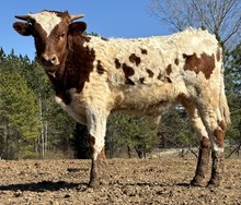 Iron Cowboy x Southern Belle