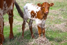 2025 Mama Mia Heifer