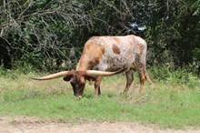 EJS Classic Sassie