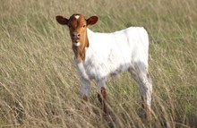2025 High Society Heifer