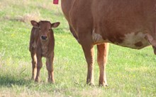 2025 Monkey Business Heifer