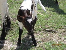 TUFFY, CHIPOTLE BULL