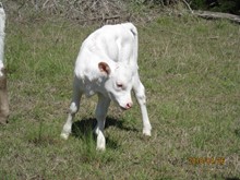 LATIGO SNICKERDOODLE HEIFER