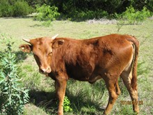 RDH CARMINE