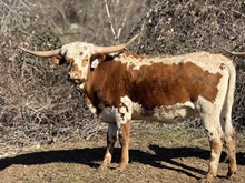 SLL JOLENE
