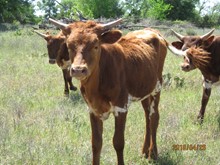 RDH LILLY