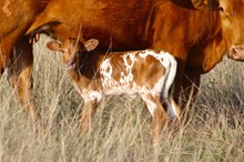 2025 Influencer Heifer