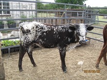 RDH SALLY ANNE