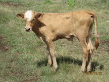 ALL DONE BULL