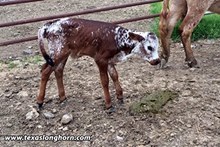 Hooray x Slice of Heaven Bull Calf
