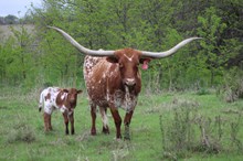 2025 High Voltage Bull