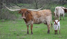 2025 Dilly Dilly Bull