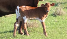 2025 Special Addition Heifer