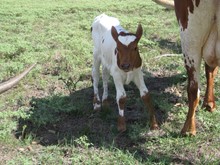 GOLD DIGGER'S BULL