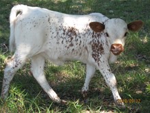 CHILE HEIFER