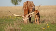 2025 TNT Bull