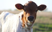 2025 Thunderstruck Bull