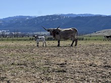 Horn Wine X Iron Maiden 25 Heifer