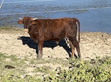 Midnite Yell x Cut Quo Bull
