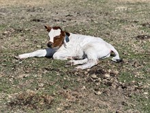 Mr. Blue X 393 25 Bull