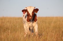 2018 African Charmer Bull
