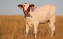 2018 Win Jolt Heifer