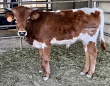 LR Steer 9X