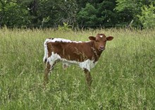 Bubba Tuff Chex x V V Sage Gypsy bull