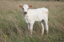 2025 Country Magic Heifer