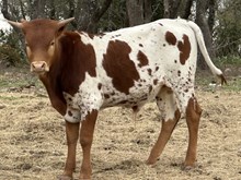 FF Oh Rocket bull 424