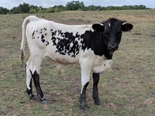 RBR Rio Lobo
