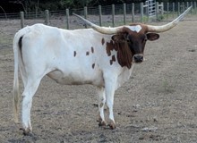 RBR LA BONITA