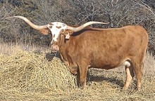 OHL BALDIE'S IDENTITY
