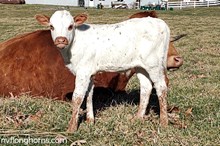 Steer