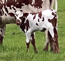 Kapital Bull Calf