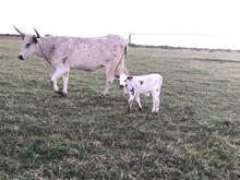 IM BULL 27/19
